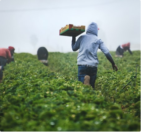 Picture of a group of people picking crops in a field, a person in a hood is carrying
                             a box of goods